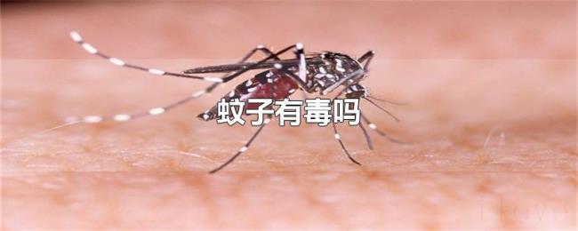 蚊子有毒吗