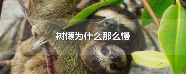 树懒为什么那么慢