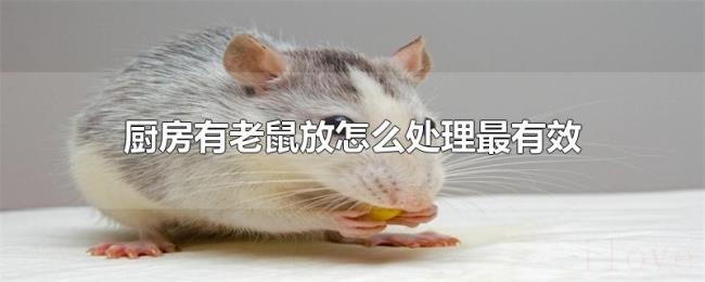 厨房有老鼠放怎么处理最有效
