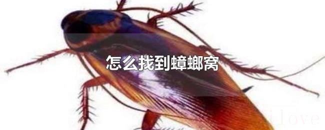 怎么找到蟑螂窝 怎么找到蟑螂窝