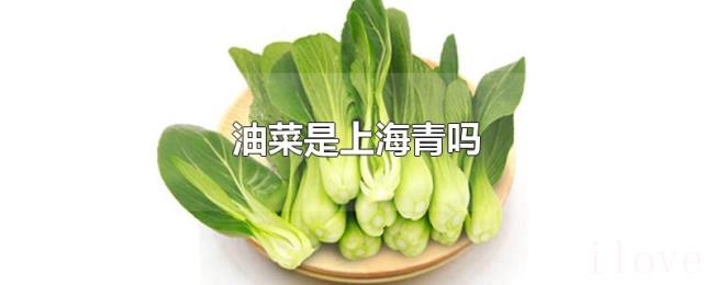 油菜是上海青吗