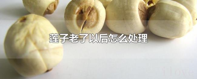 莲子老了以后怎么处理 莲子老了以后怎么处理