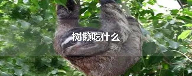 树懒吃什么 树懒吃什么