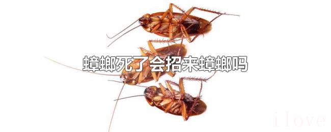 蟑螂死了会招来蟑螂吗 蟑螂死了会招来蟑螂吗