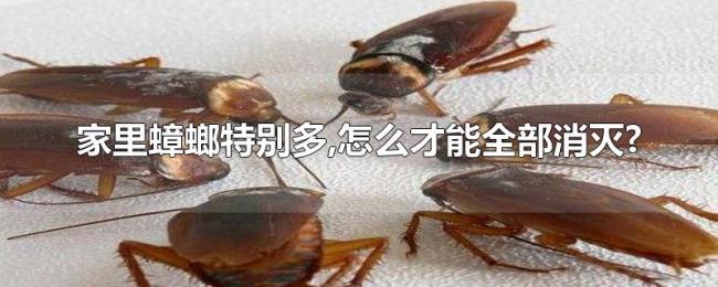 家里蟑螂特别多,怎么才能全部消灭? 家里蟑螂特别多,怎么才能全部消灭?