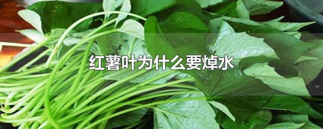 红薯叶为什么要焯水