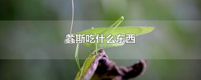 螽斯吃什么东西 螽斯吃什么东西