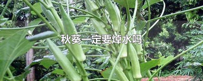 秋葵一定要焯水吗 秋葵一定要焯水吗