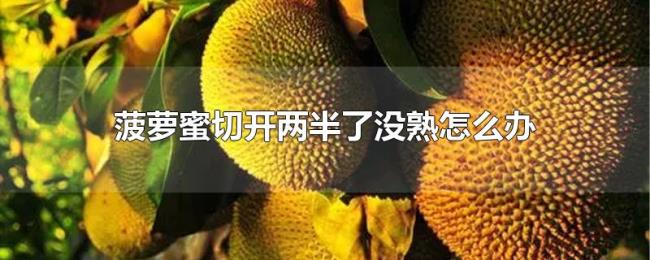 菠萝蜜切开两半了没熟怎么办 菠萝蜜切开两半了没熟怎么办