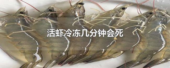 活虾冷冻几分钟会死 活虾冷冻几分钟会死
