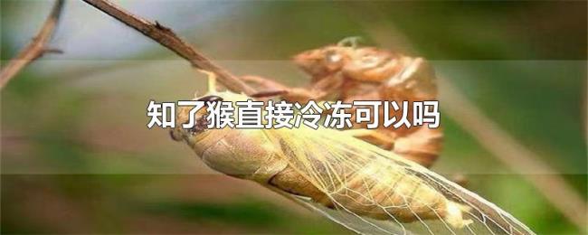 知了猴直接冷冻可以吗 知了猴直接冷冻可以吗