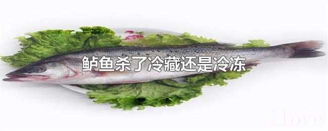 鲈鱼杀了冷藏还是冷冻