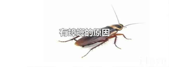 有蟑螂的原因 有蟑螂的原因