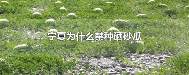 宁夏为什么禁种硒砂瓜 宁夏为什么禁种硒砂瓜
