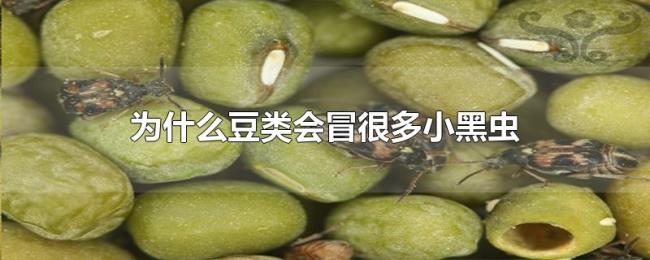 为什么豆类会冒很多小黑虫 为什么豆类会冒很多小黑虫