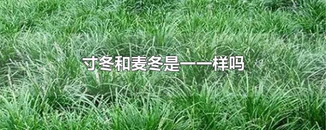 寸冬和麦冬是一一样吗 寸冬和麦冬是一一样吗