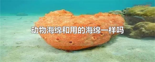 动物海绵和用的海绵一样吗