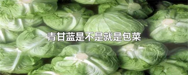 青甘蓝是不是就是包菜