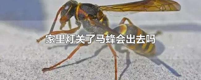 家里灯关了马蜂会出去吗 家里灯关了马蜂会出去吗