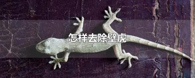 怎样去除壁虎 怎样去除壁虎