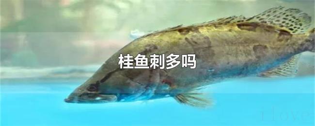 桂鱼刺多吗