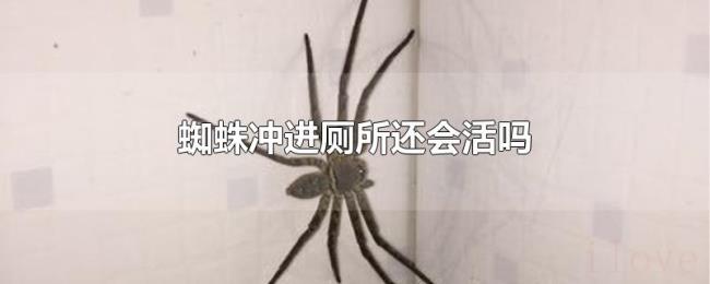 蜘蛛冲进厕所还会活吗
