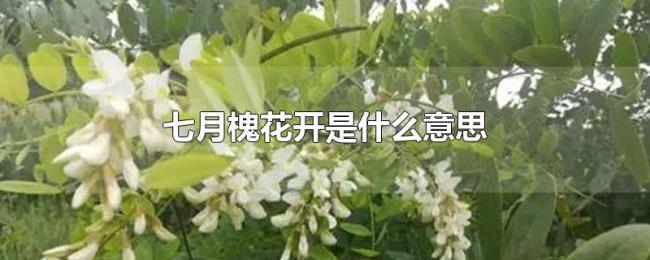 七月槐花开是什么意思 七月槐花开是什么意思