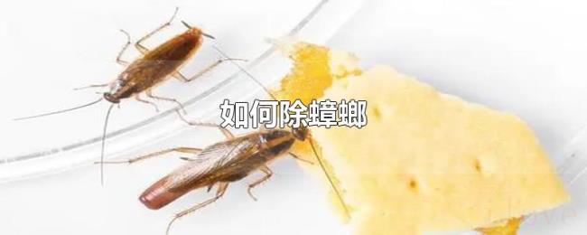 如何除蟑螂 如何除蟑螂