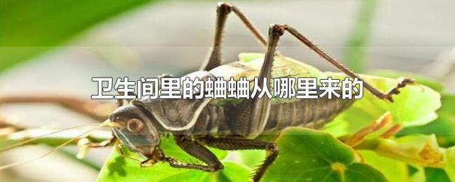 卫生间里的蛐蛐从哪里来的 卫生间里的蛐蛐从哪里来的