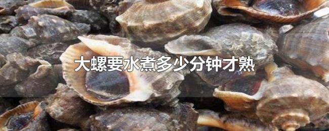 大螺要水煮多少分钟才熟 大螺要水煮多少分钟才熟