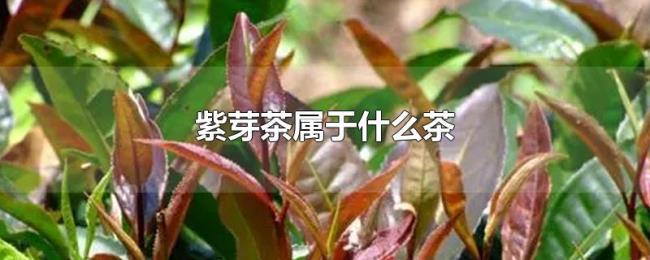 紫芽茶属于什么茶 紫芽茶属于什么茶
