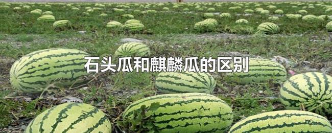 石头瓜和麒麟瓜的区别 石头瓜和麒麟瓜的区别