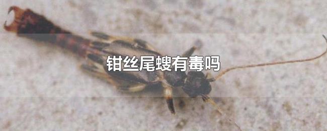 钳丝尾螋有毒吗 钳丝尾螋有毒吗
