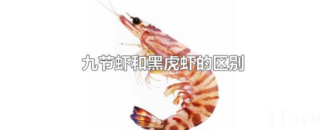 九节虾和黑虎虾的区别