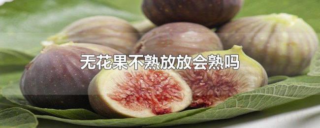 无花果不熟放放会熟吗 无花果不熟放放会熟吗