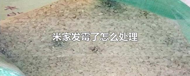 米家发霉了怎么处理