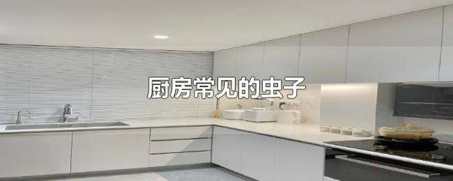 厨房常见的虫子