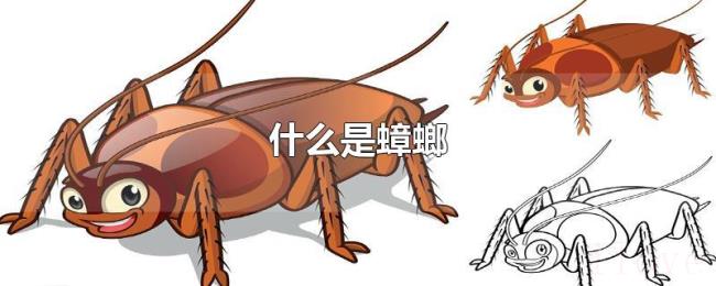 什么是蟑螂