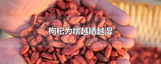 枸杞为啥越晒越湿
