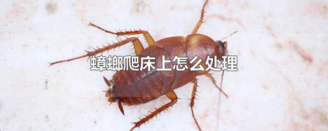 蟑螂爬床上怎么处理