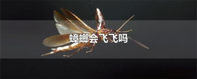 蟑螂会飞飞吗 蟑螂会飞飞吗