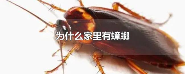 为什么家里有蟑螂