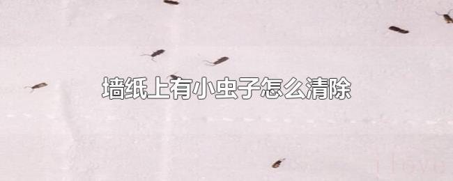 墙纸上有小虫子怎么清除