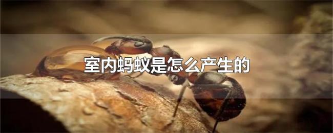 室内蚂蚁是怎么产生的