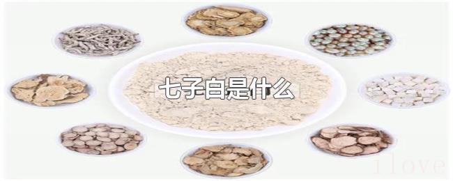七子白是什么