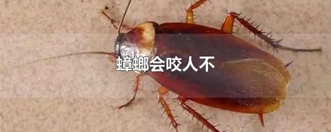 蟑螂会咬人不 蟑螂会咬人不