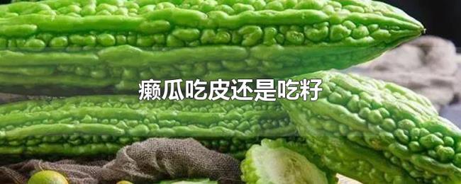 癞瓜吃皮还是吃籽 癞瓜吃皮还是吃籽