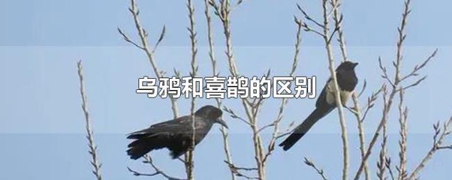 乌鸦和喜鹊的区别 乌鸦和喜鹊的区别