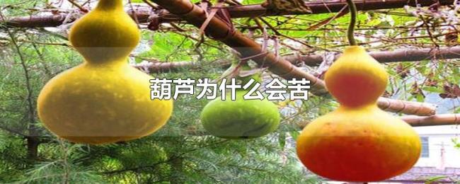 葫芦为什么会苦