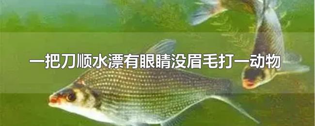 一把刀顺水漂有眼睛没眉毛打一动物